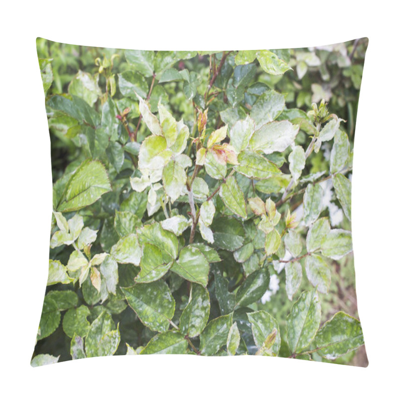 Personality  Rose Bush Disease. White Plaque On The Leaves Of The Plant. Powdery Mildew Prevention And Treatment Of Garden Plants. Pillow Covers