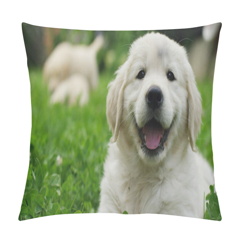 Personality  Puppies Of Golden Retriever Playing On The Grass In A Beautiful Garden On A Sunny Day Pillow Covers