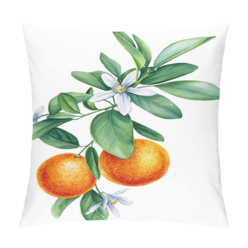 Personality  Watercolor Tangerine Branch With Blooming, Painted Isolated Fruit, Botanical Painting On White Background.  Pillow Covers