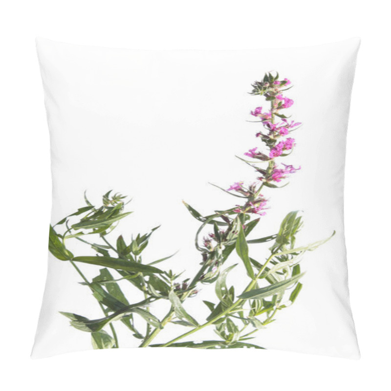 Personality  Purple Loosestrife Isolated On White Pillow Covers