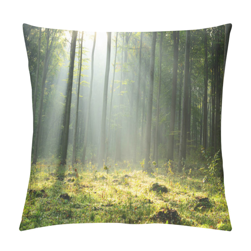 Personality  Beautiful Morning Sunbeams In Misty Forest Pillow Covers