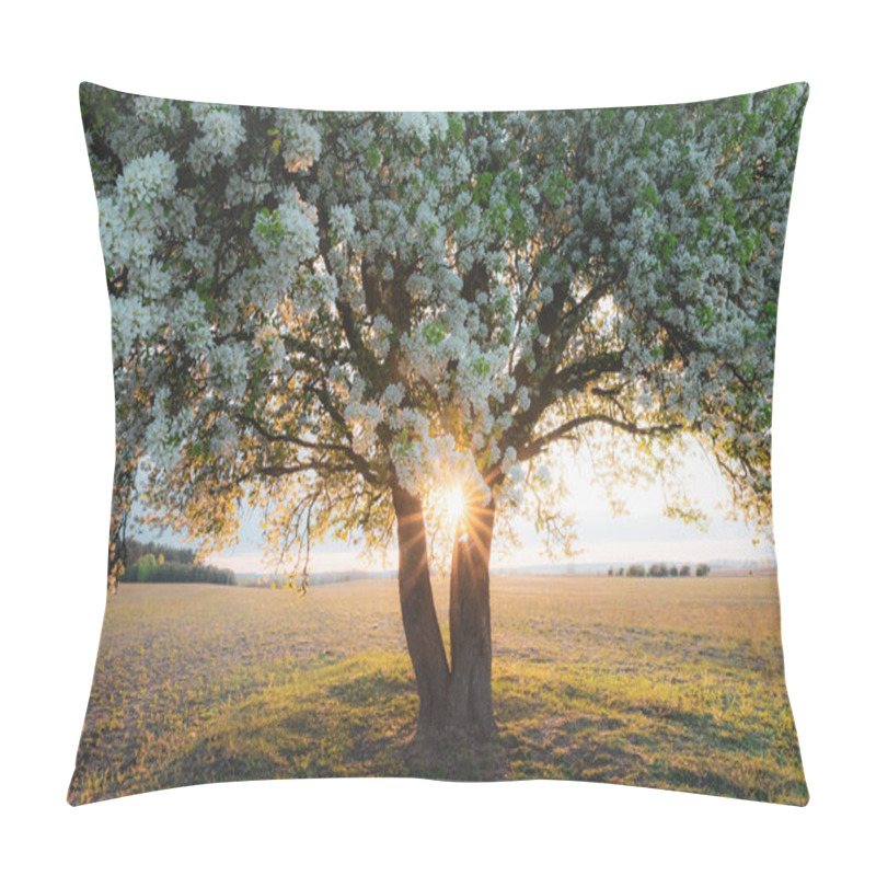 Personality  White Cherry Tree Bloom, Beautiful Spring Tree Flowers Clos-up, Blooming Tree Branch Inbright Sunset Light Pillow Covers