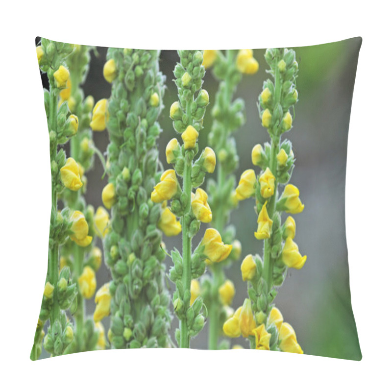 Personality  Mullein Flower With Yellow Blossoms Pillow Covers