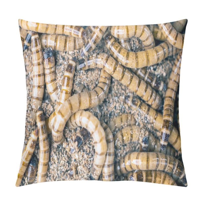 Personality  Group Of Worms Zophobas Morio.  Close Up Shooting Of  Worms. Selective Focus Pillow Covers