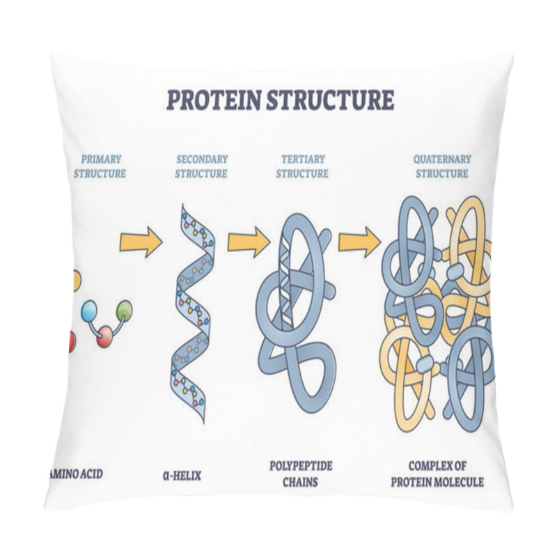 Personality  Protein Structure Levels From Amino Acid To Complex Molecule Outline Diagram Pillow Covers