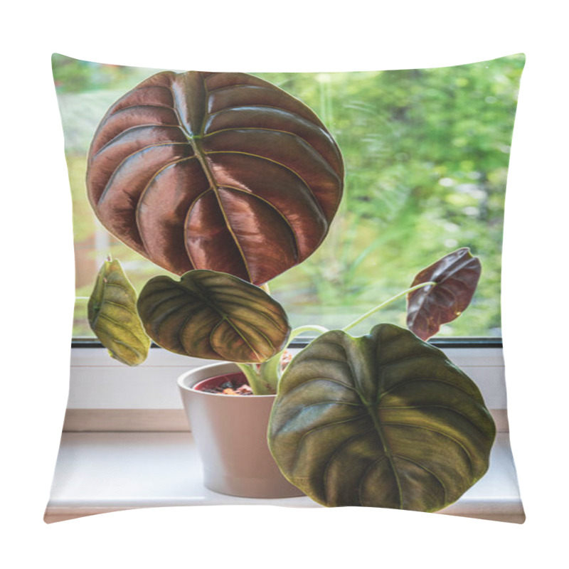 Personality  Alocasia Cuprea Red Secret Exotic Houseplant On A Sunny Window Sill. Pillow Covers