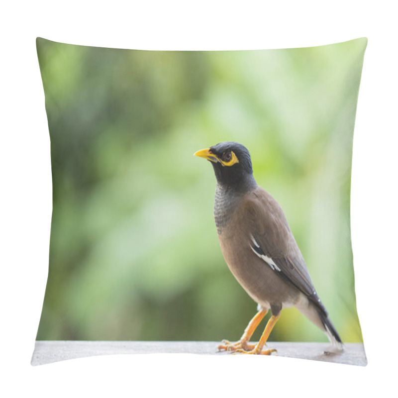 Personality  Portrait Hill Mynah, Gracula Religiosa Bird, The Most Intelligent Birds In The World. Pillow Covers