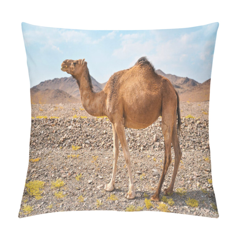 Personality  Light Brown Camel Grazing On Small Grass Patches In Arid Desert, Small Hills In Distance, Typical Landscape Near Al Qrash, Saudi Arabia. Pillow Covers