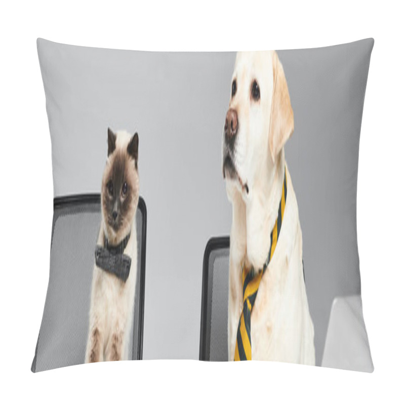 Personality  A Furry Cat And A Loyal Dog Peacefully Sit Together On A Chair In A Cozy Studio Setting. Pillow Covers