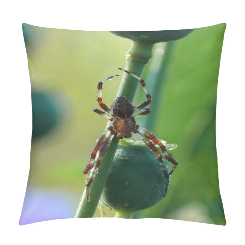 Personality  Spider. Sunlight. Pillow Covers