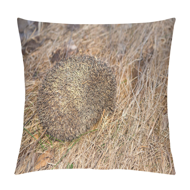 Personality  Hedgehog Curled Up In A Ball Of Dry Grass, A Great Young Mammal. Pillow Covers