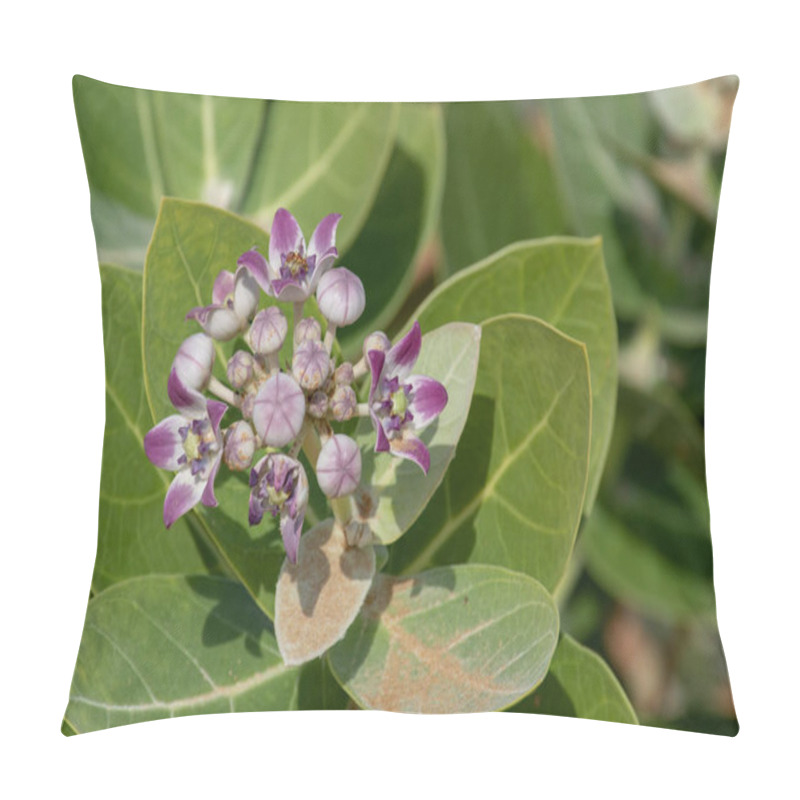 Personality  Desert Flower (Sodom's Apple) On A Green Leafy Background In The United Arab Emirates. Pillow Covers