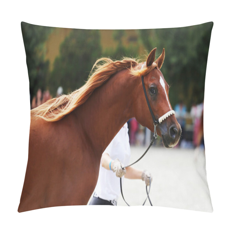 Personality  Purebred Arabian Horse On A  Foal Show Pillow Covers