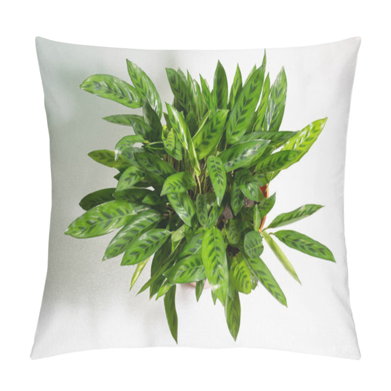 Personality  Green Rattlesnake Plant Leaves Or Calathea Lancifolia - Species Of Flowering Plant In Marantaceae Family, Native To Brazil. Evergreen Perennial With Slender Leaves, Marked Above With Dark Blotches. Pillow Covers