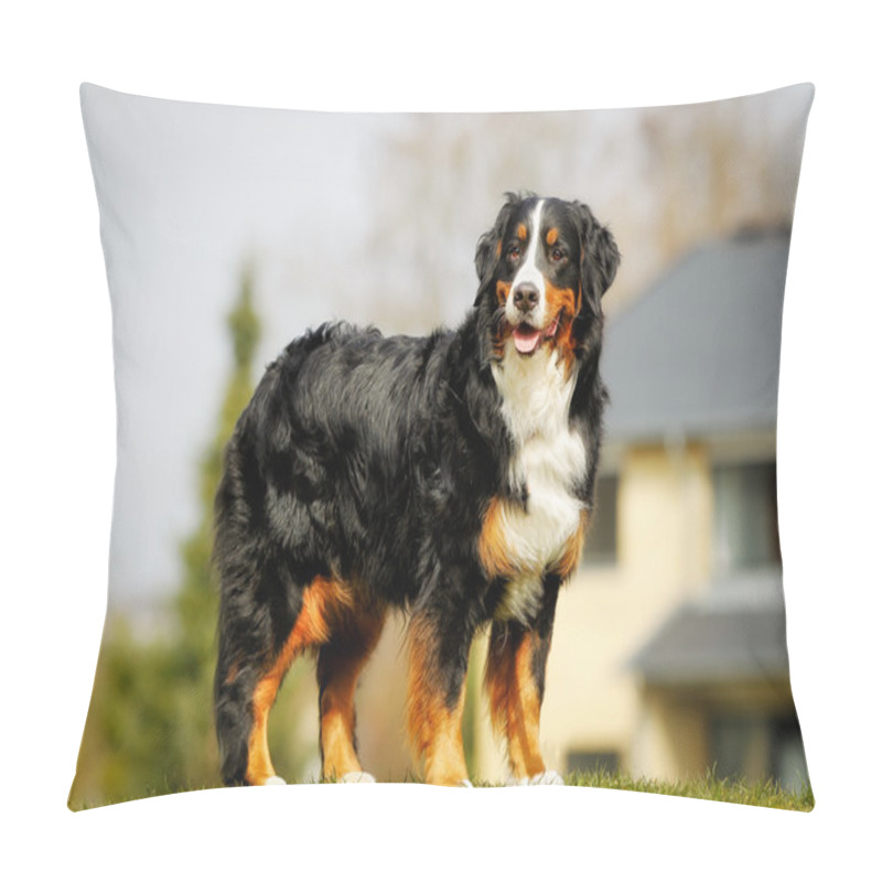 Personality  Bernese Mountain Dog Pillow Covers