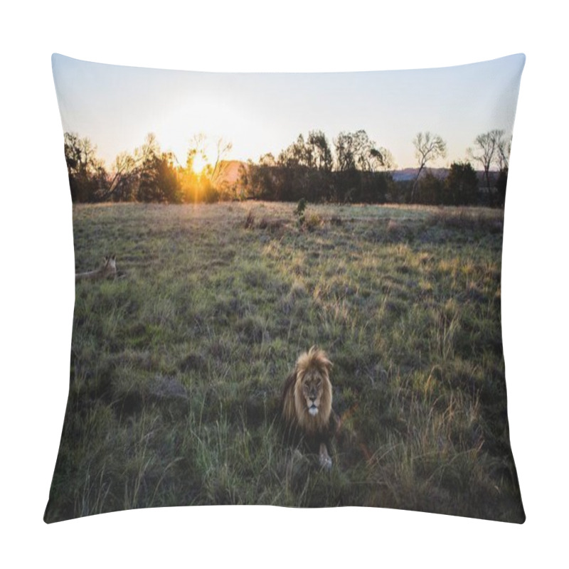 Personality  A Beautiful Shot Of A Lion Sitting In The Middle On The Field Captured In A Sunrise Pillow Covers