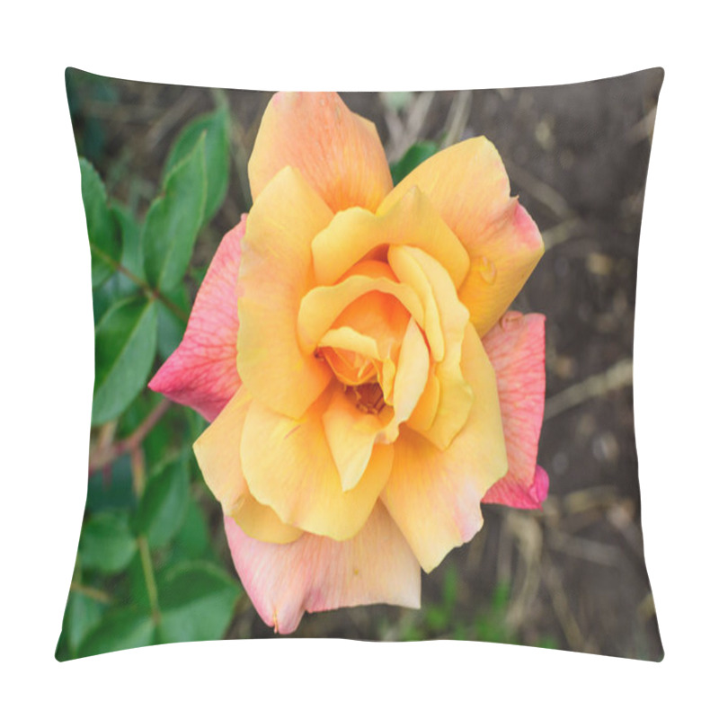 Personality  Close Up Of One Delicate Vivid Orange Rose In Full Bloom And Green Leaves In A Garden In A Sunny Summer Day, Beautiful Outdoor Floral Background Photographed With Soft Focus Pillow Covers