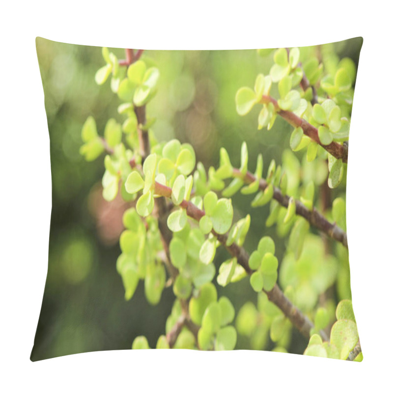 Personality  Beautiful Portulacaria Afra, Elephant Bushes Under The Sun Pillow Covers