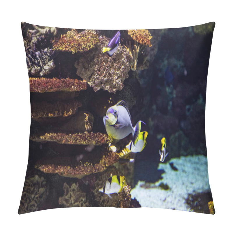 Personality  Various Fish,  Vibrant Reef Fish Swimming In Harmony. Orange Angelfish Swim Against A Background Of Algae. Underwater Macro Photography Pillow Covers