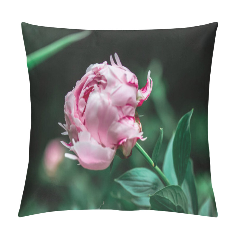 Personality  A Big Gently Pink Bud Of A Fragrant Peony In A Spring Garden. Beautiful Delicate Flower On Long Stem Among Green Foliage In Springtime. Summer Flowers Pillow Covers