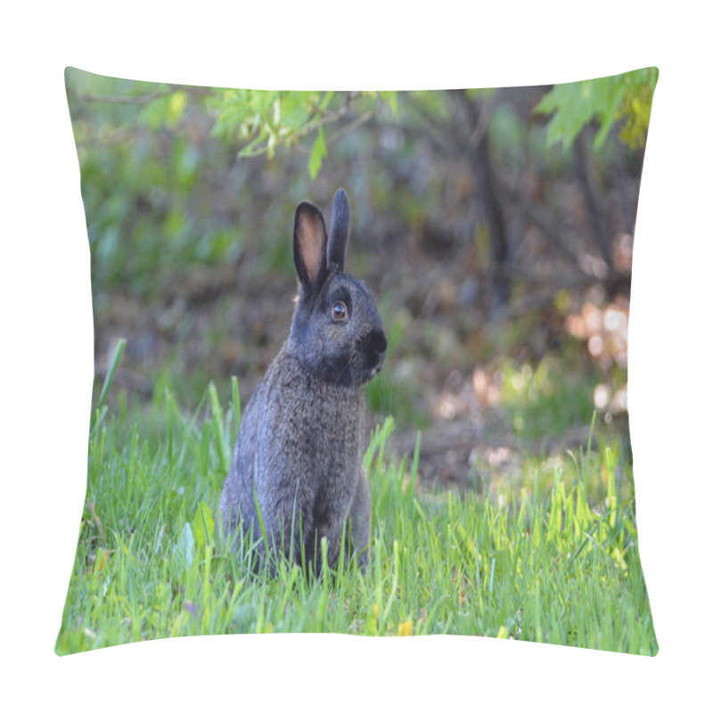 Personality  Melanistic Wild Eastern Cottontail Bunny Rabbit Pillow Covers