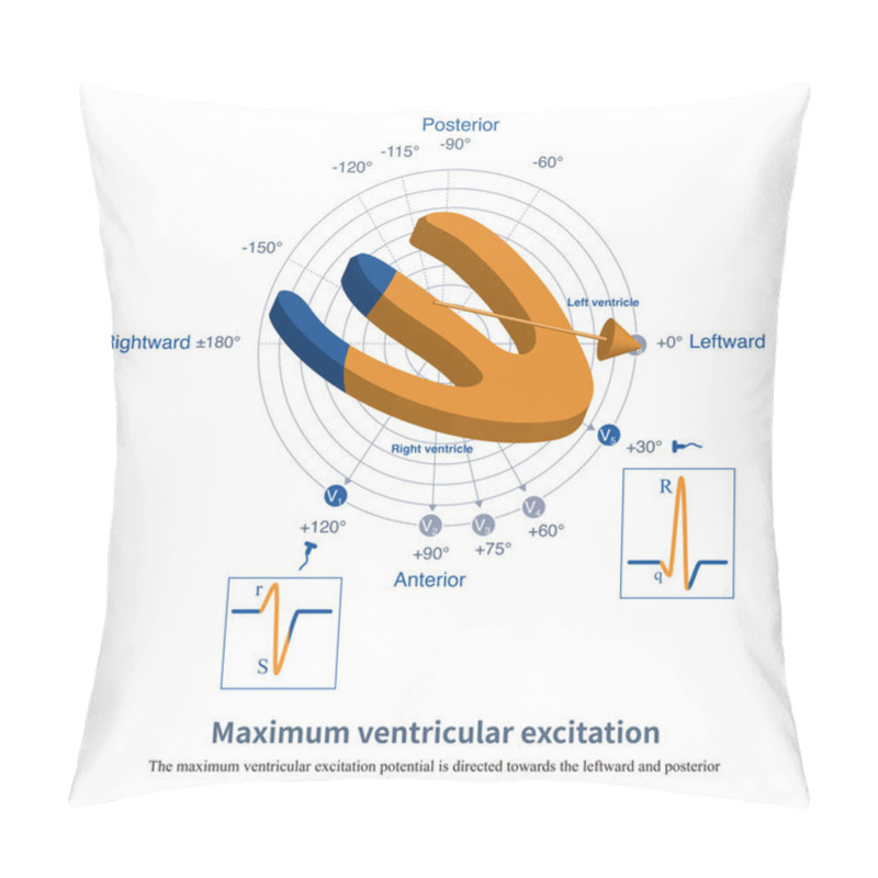 Personality  Due To The Large Mass Of The Left Ventricle, The Dominant Excitation Potentials Of The Left And Right Ventricles Are Oriented Towards The Left Ventricle, I.e. Towards The Left, Inferior And Posterior. Pillow Covers