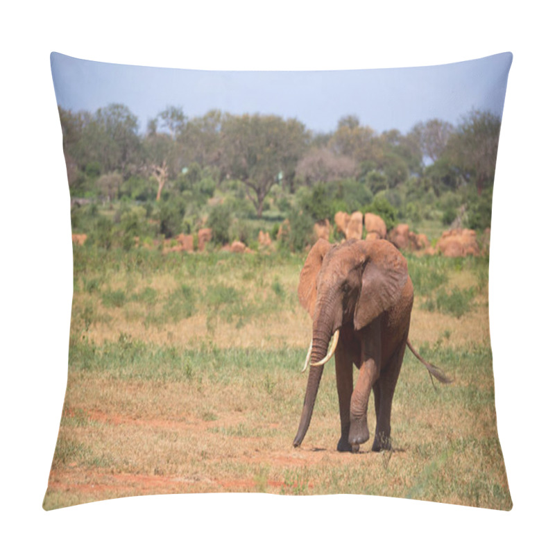 Personality  One Red Elephant Is Walking In The Savannah Of Kenya Pillow Covers