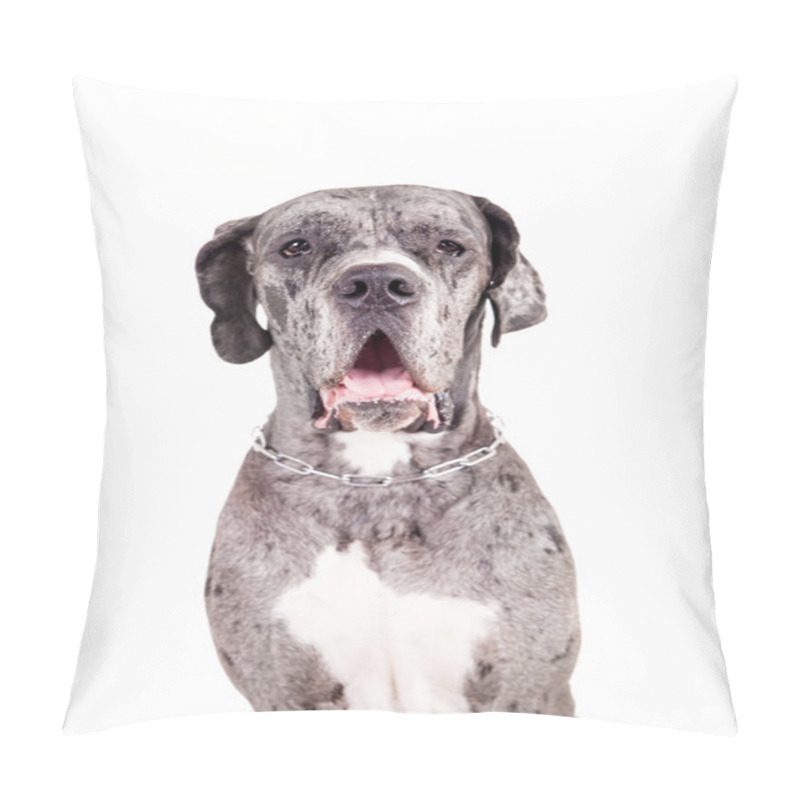 Personality  Blue Merle Great Dane On White Pillow Covers