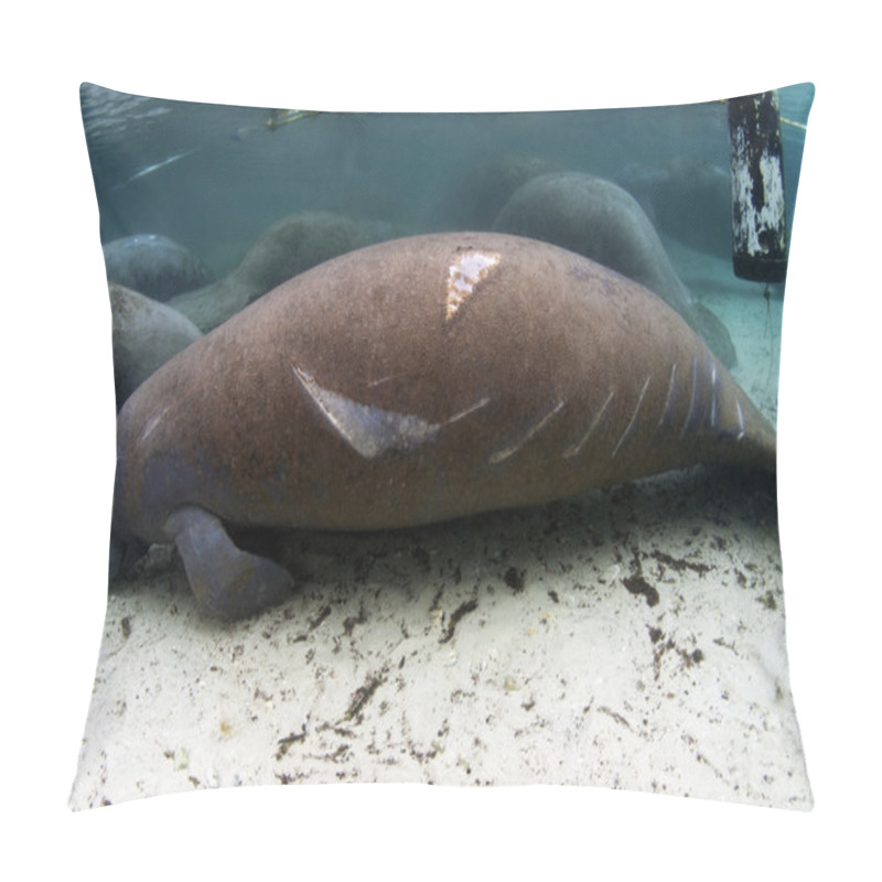 Personality  West India Manatee Injured By A Careless Boater Pillow Covers