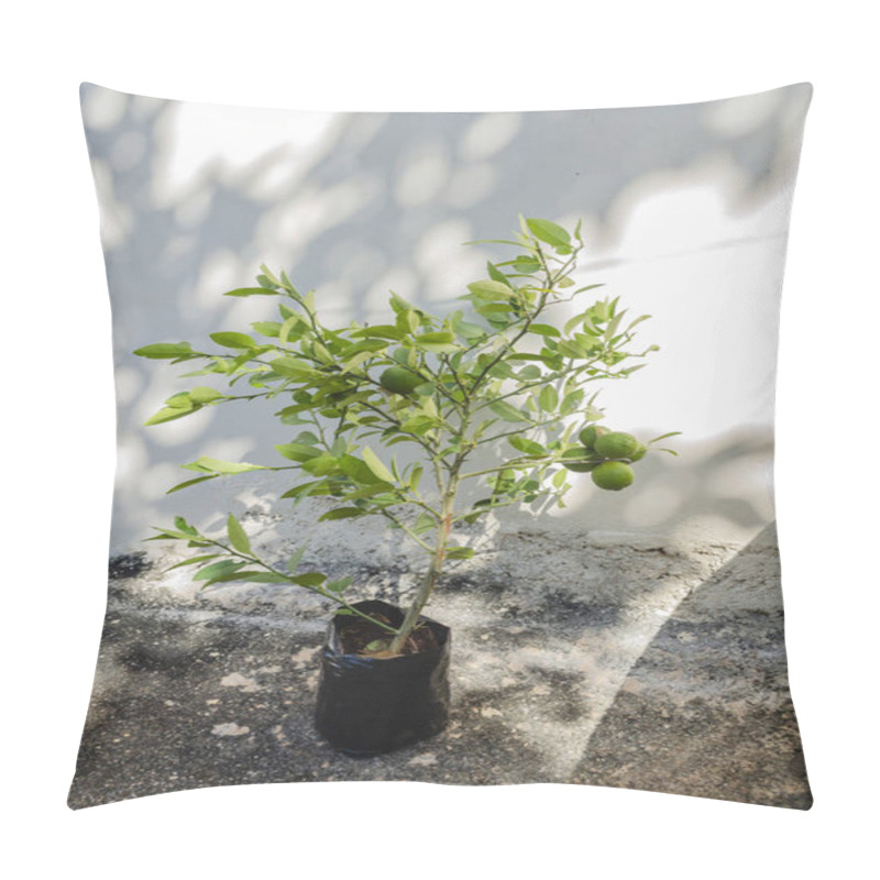 Personality  A Young Lime Plant In A Potting Bag Has On Green Limes Pillow Covers