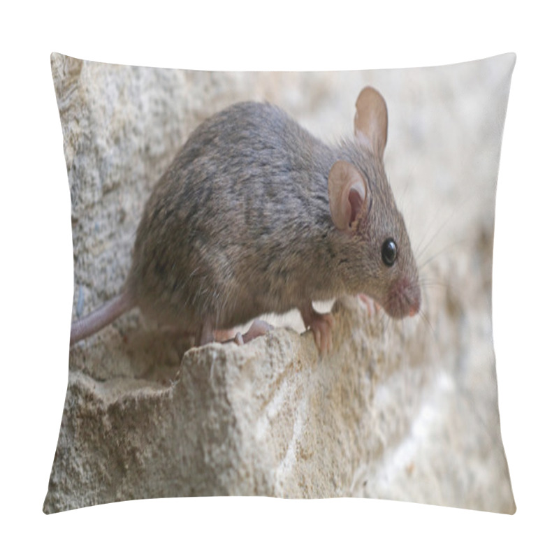 Personality  Small Mouse On Stone  Pillow Covers