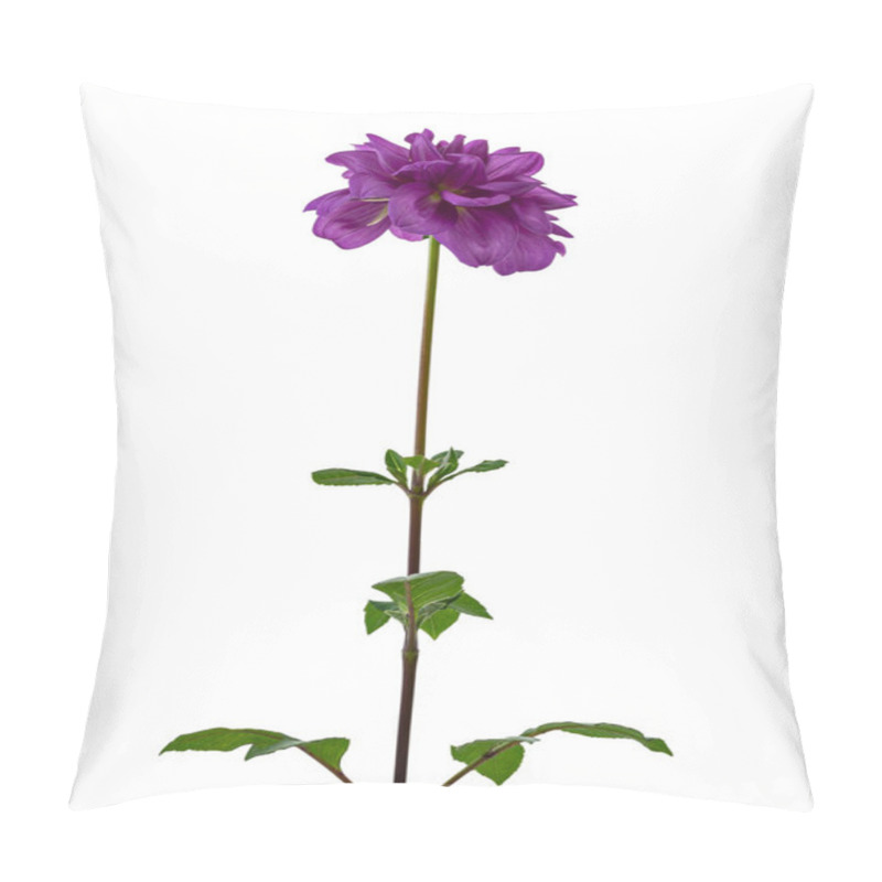 Personality  Dahlia Flower With Leaves, Purple Dahlia Flower Isolated On White Background, With Clipping Path Pillow Covers