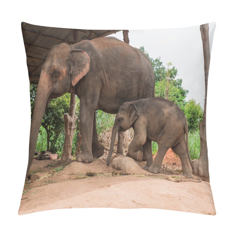 Personality  A Mother Elephant With Her Baby At Elephant Village, Thailand. Pillow Covers