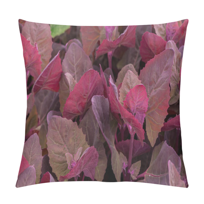 Personality  Fresh Purple Garden Orache, Atriplex Hortensis Or French Spinach Pillow Covers