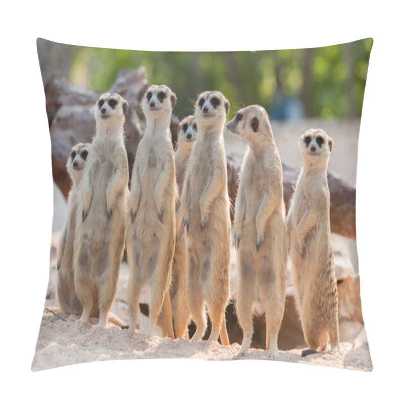 Personality  Portrait Of Meerkat Family On The Sand Pillow Covers