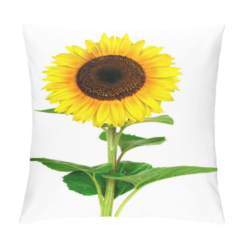 Personality  Yellow Sunflower Isolated On White Pillow Covers