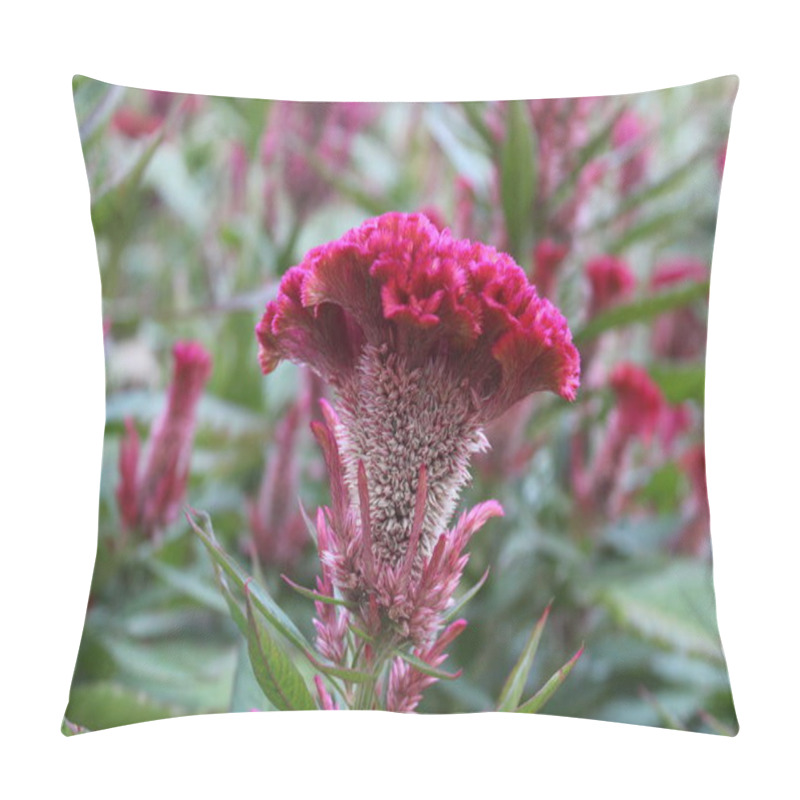 Personality  Amaranth, Crested Cock's-comb And Celosia Argentea Pillow Covers