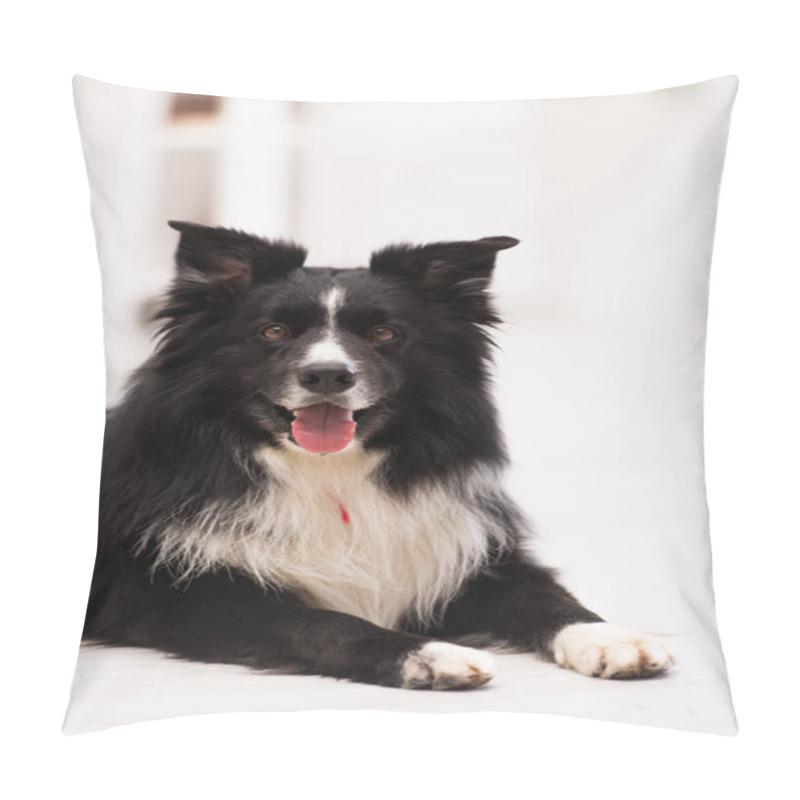 Personality  Furry Border Collie Looking At Camera On Floor In Vet Clinic  Pillow Covers