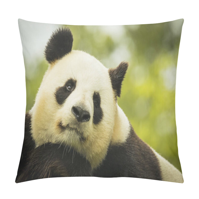 Personality  Great Panda Ailuropoda Melanoleuca Portrait Pillow Covers