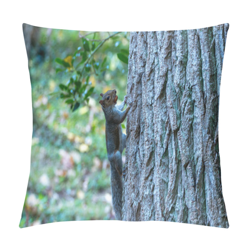 Personality  A Grey Squirrel In The National Botanic Gardens Of Dublin, Feeding On Seeds And Nuts. Pillow Covers