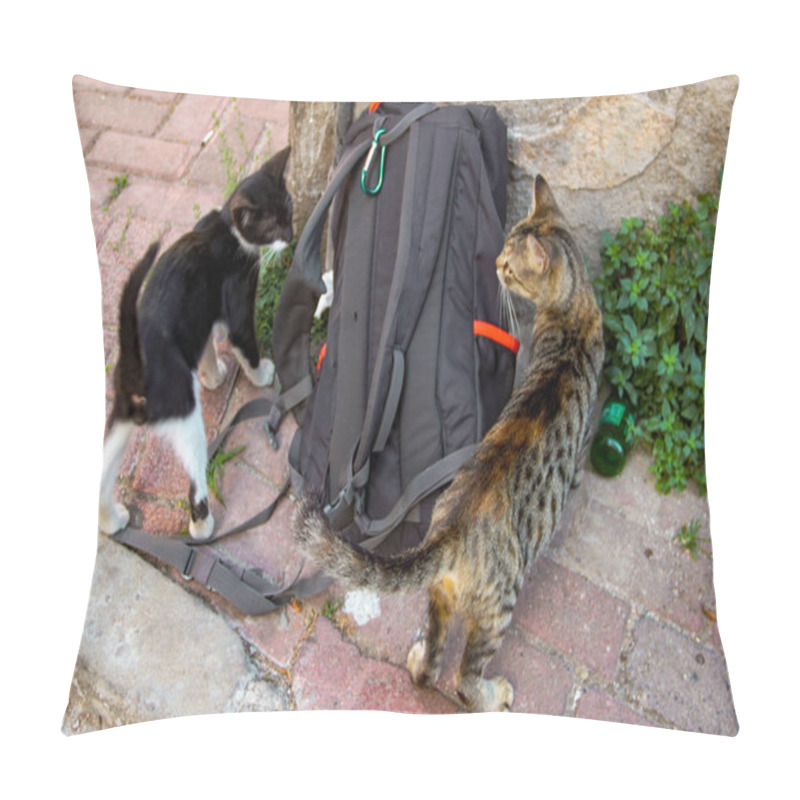 Personality  Street Cat Walking Around At The Sunset In Balat In Istanbul Pillow Covers