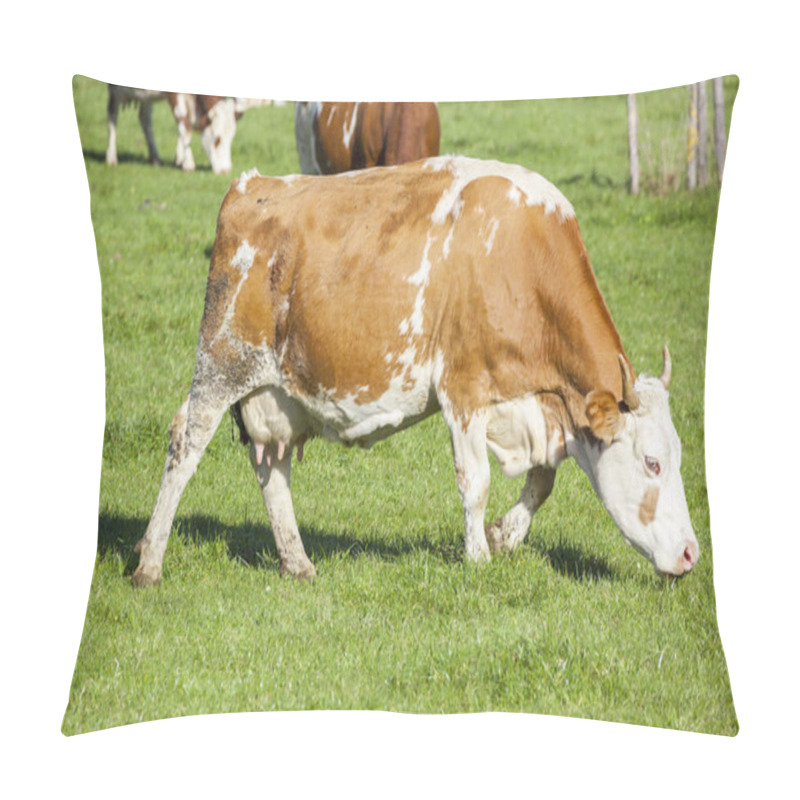 Personality  Cows Grazing On Green Meadow At Sunny Day  Pillow Covers