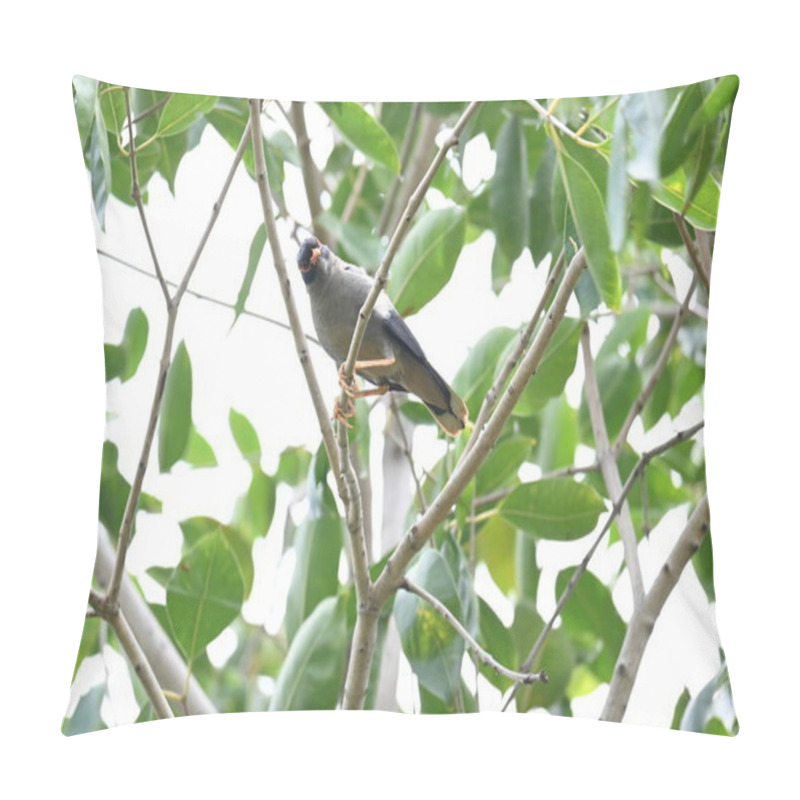 Personality  Indian Myna Birds On The Tree Branch. Its Other Names Common Myna And Mynah. This Is  A Bird Of The Starling Family Sturnidae. This Is A Group Of Passerine Birds Which Are Especially India.  Pillow Covers