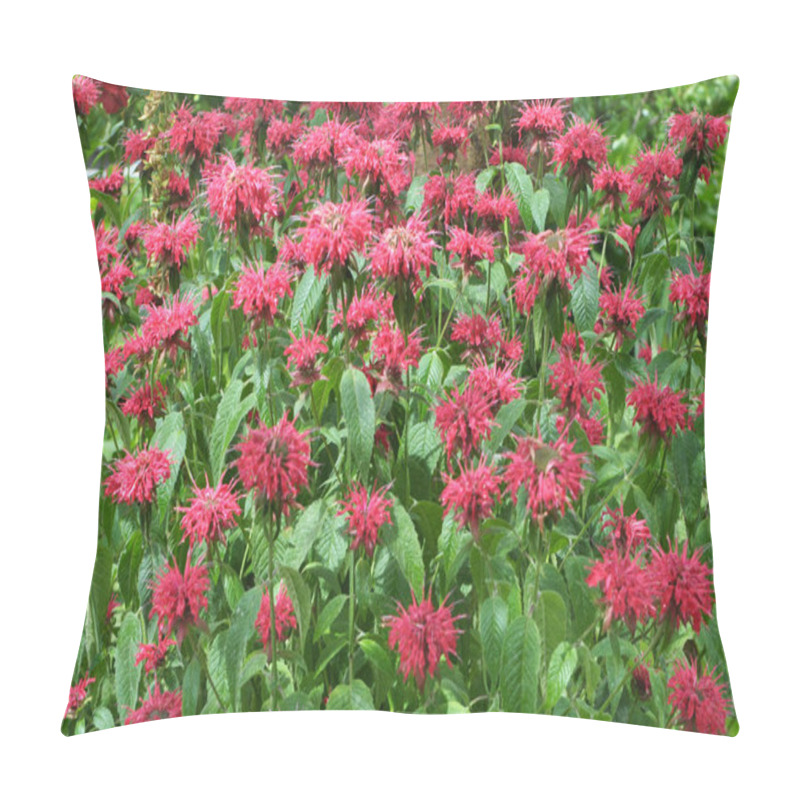 Personality  In The Garden Red Flowers In Bloom Monarda Pillow Covers