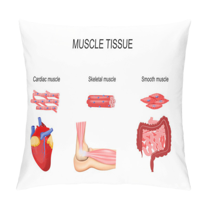 Personality  Types Of Muscle Tissue. Skeletal Muscle (elbow Joint), Smooth (gastrointestinal Tract) And Cardiac Muscle (heart). Human Internal Organs And Muscle Cells. Vector Illustration For Medical, Educational And Science Use Pillow Covers