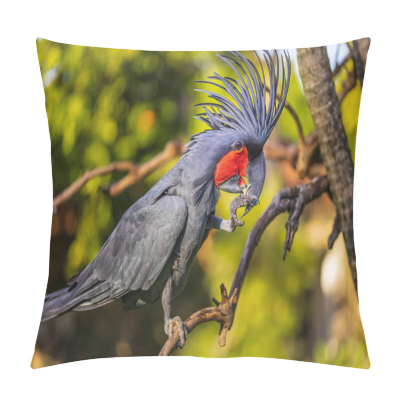 Personality  Black Palm Cockatoo Perching On A Branch. Tropical Bird Park. Nature And Environment Concept. Horizontal Layout. Bali, Indonesia Pillow Covers