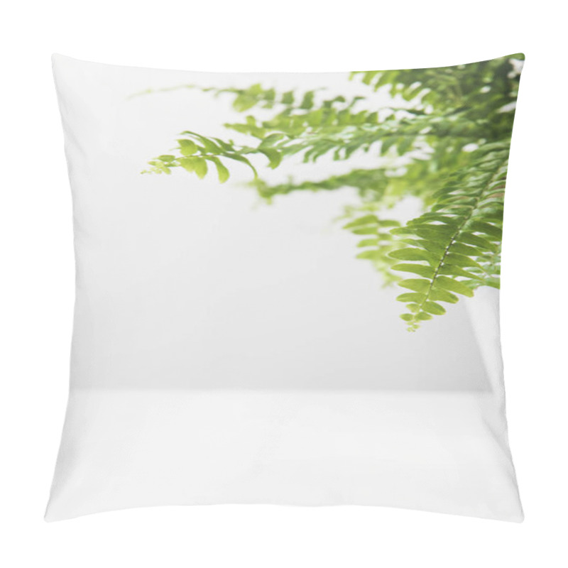 Personality  Close-up View Of Green Leaves Of Beautiful Potted Fern On White  Pillow Covers