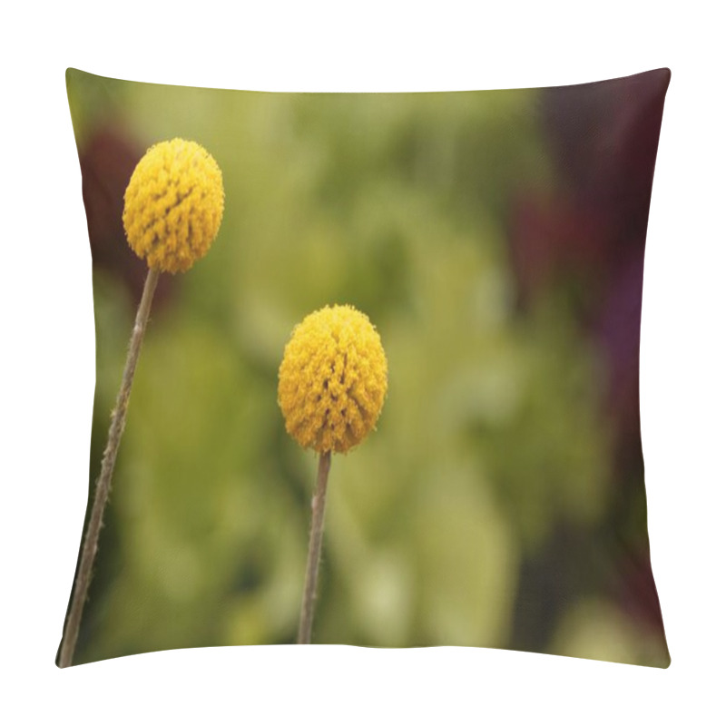 Personality  Flower Of A Billy Botton Plant, Craspedia Globosa.  Pillow Covers