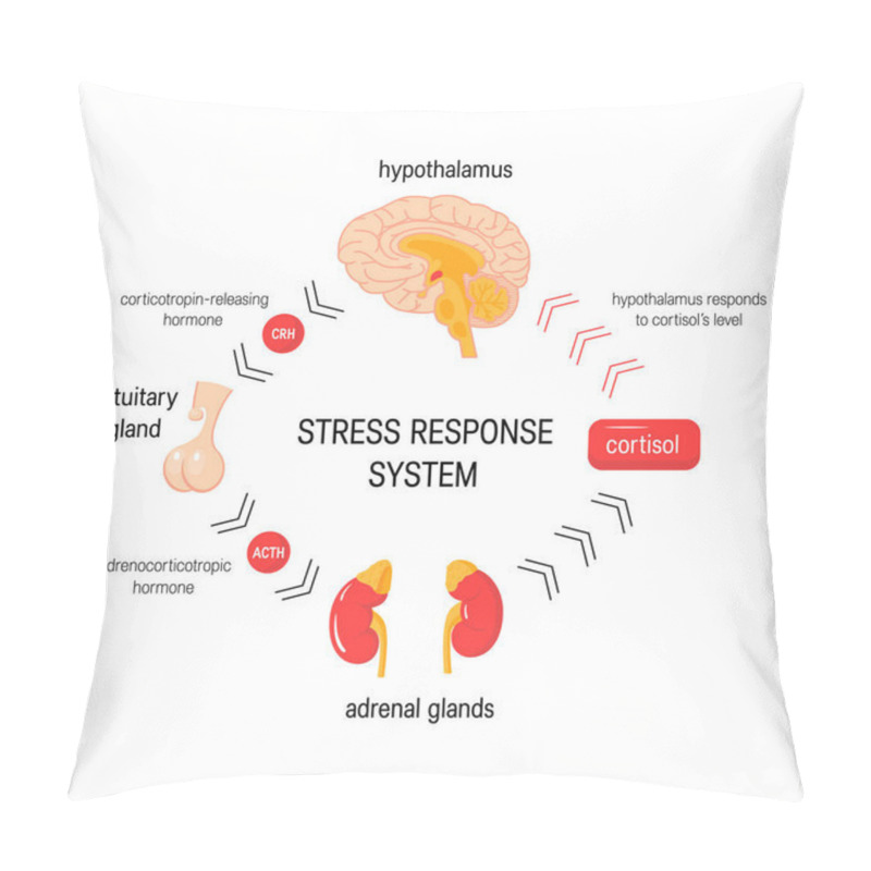 Personality  Stress Response System. Vector Endocrine Medical Diagram Pillow Covers