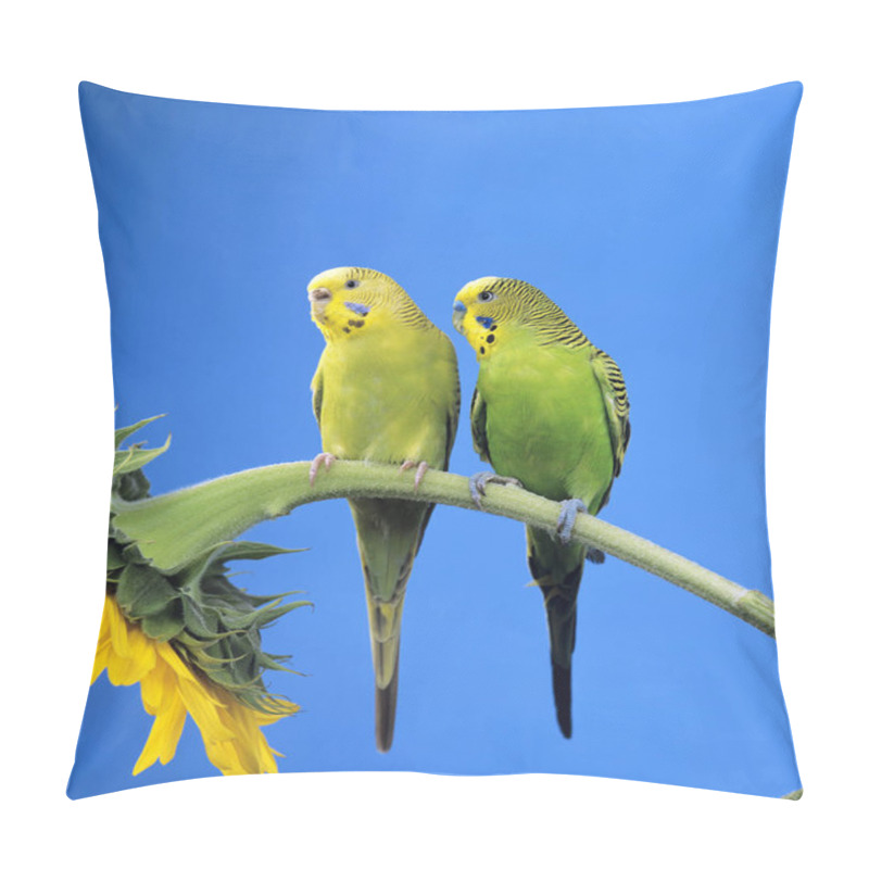 Personality  PERRUCHE ONDULEE Melopsittacus Undulatus Pillow Covers